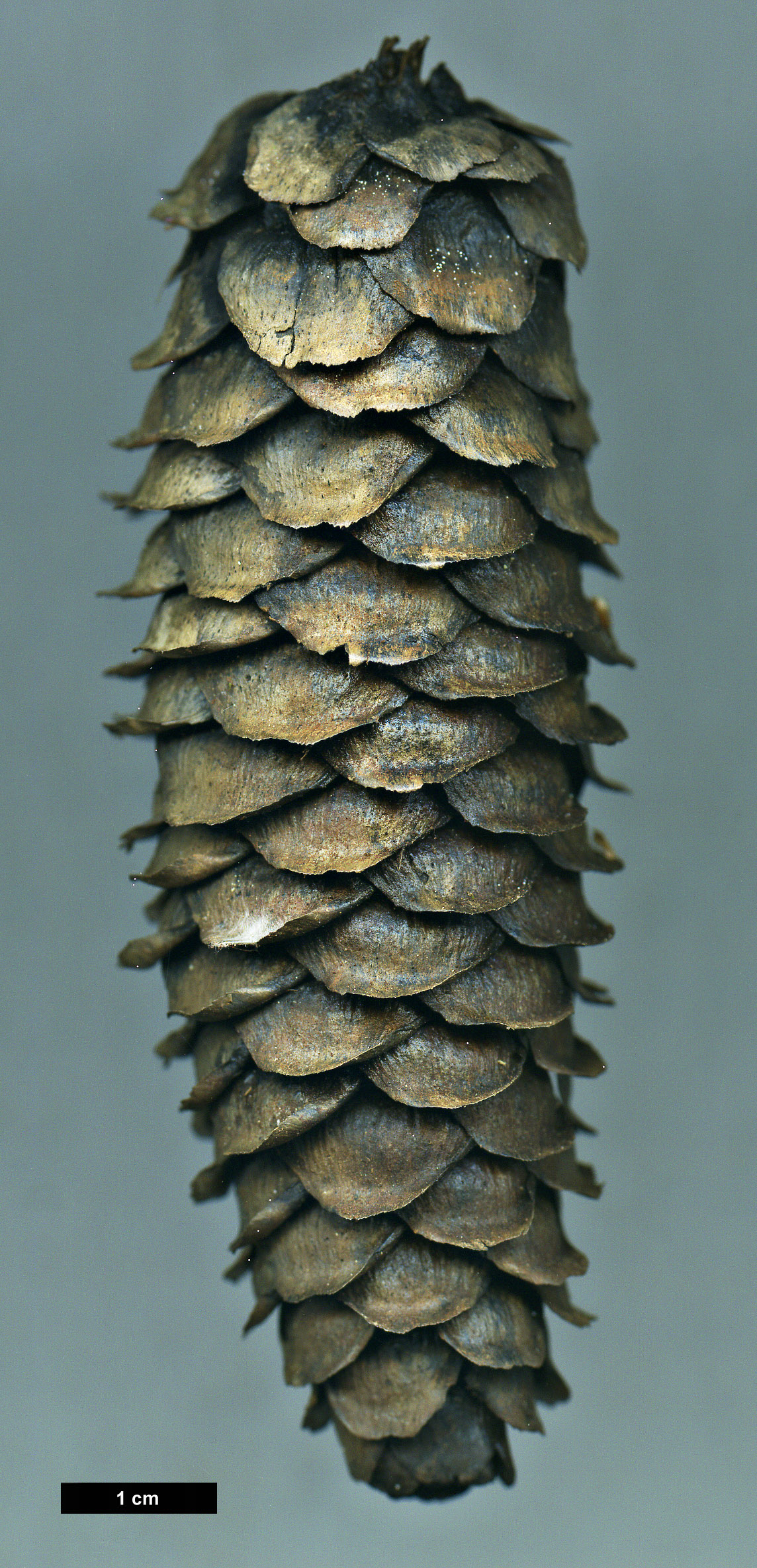 High resolution image: Family: Pinaceae - Genus: Picea - Taxon: alcoquiana - SpeciesSub: var. reflexa